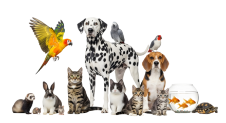 A collection of domestic animals on a white background on transparent background