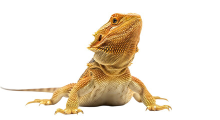 Obraz premium Bearded dragon looking up on transparent background