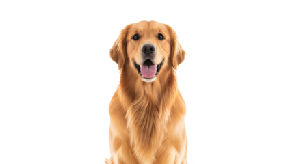 A golden retriever with an open mouth on transparent background