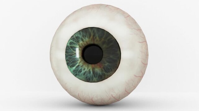 human eye section