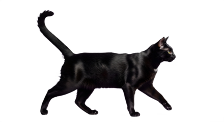 A sleek black cat walking with tail in the air pose on transparent background