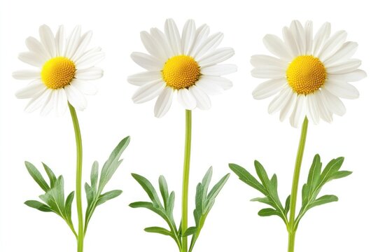 A vibrant garden scene with three white daisies blooming in a row against a backdrop of lush green leaves. - Powered by Adobe
