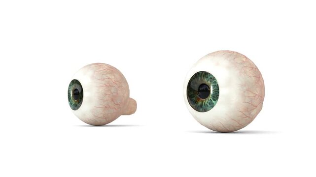 adult human eyes
