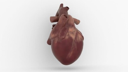 15 week fetal heart animation