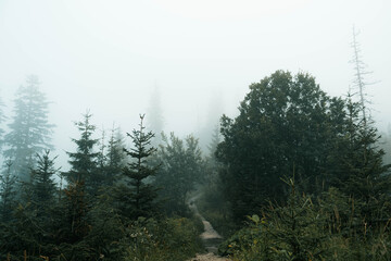 A path in a mountain forest covered with fog and clouds.