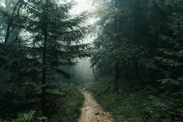 Obraz premium Forest path in a misty forest during rain.