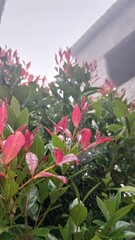 Vibrant red photinia fraseri leaves glistening after rain, a stunning natural display of color and texture perfect for spring and gardening projects