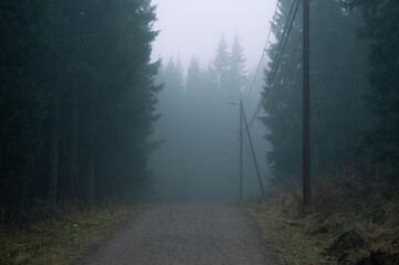 Dense fog on a cold November day during a walk in the forest.
