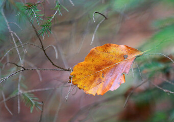 alone autumn beech leave on twig