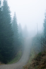 Nature becomes mysterious and otherworldly on a day with dense fog.