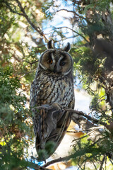 A long-eared owl (Asio otus) is captured in a portrait, resting during the daytime amidst the dense green needles. The nocturnal bird of prey has prominent 