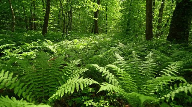 A time lapse sequence showing the subtle sway and gentle movement of fern fronds as they respond to a soft breeze, highlighting the organic rhythm and vitality of nature.