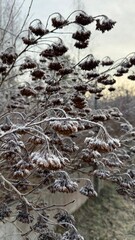 Close-Up of Withered Wildflowers Covered in Frost on a Cold Winter Morning – Natural Pattern of Frozen Seed Heads in Serene Outdoor Landscape