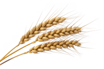 Three golden wheat stalks with detailed grains isolated on a transparent background