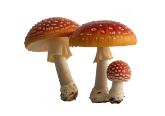 Three red and white spotted Amanita muscaria mushrooms isolated on a transparent background