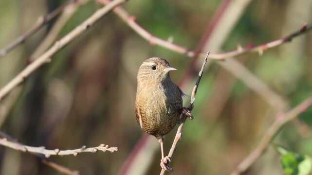 A close-up of an adult Eurasian wren holding onto a thin branch, climbing up to the top of the branch, and looking toward the camera lens on a sunny autumn day.