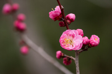 紅梅の開花