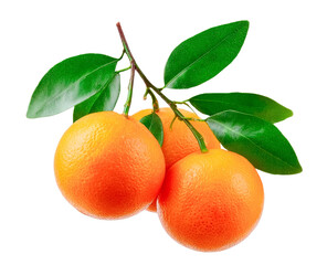 oranges on a branch, isolated on transparent background.