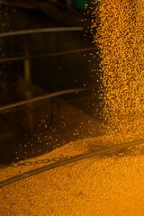 Close-up top view of harvested soybeans forming a dense uniform texture. The image represents agricultural production and food commodities.