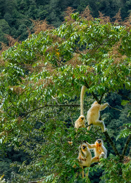View of golden monkeys frolicking amidst the lush green canopy, their playful antics a vibrant spectacle of nature's beauty, Trongsa, Trongsa, Bhutan.