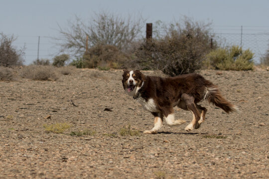 Max, the Border Collie, hard at work but clearly having a great time, hearding sheep in Boesmanland, South Africa