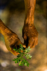 Close-up of hands gently holding a small green plant in an outdoor natural setting. The image symbolizes growth, sustainability, and environmental care. Pau Brasil.