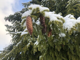 Winter, spruce branches covered with a layer of white snow, a spruce cone in the foreground