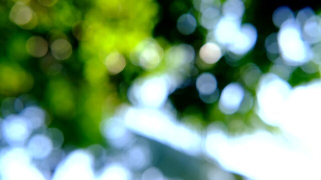 Abstract Sunny Green Nature Background with Flying Light Particles. Beautiful Bokeh Effect, Seamless Looping Motion. Seamless Loop of Green Nature Bokeh Background with Flying Particles.