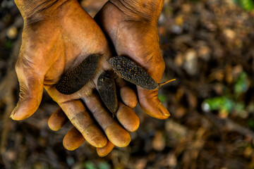 Close-up of hands gently holding a small green plant in an outdoor natural setting. The image symbolizes growth, sustainability, and environmental care. Pau Brasil.