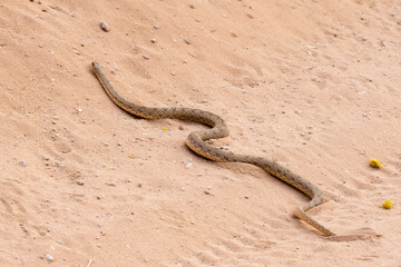 Pseudaspis cana, a juvenile Molesnake in the road in the Kalahari