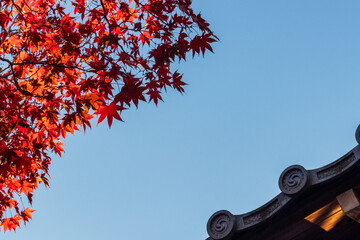 秋の京都のモミジと夕刻の青空・日本