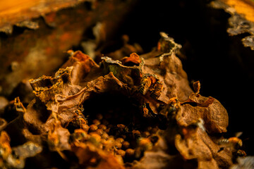 Close-up of a wild bee nest inside a rustic wooden structure, showing natural textures and bee activity.