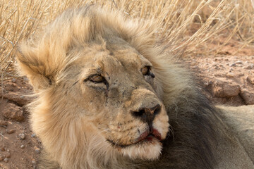 Face of a lion, evidence of a kill on his lips, disturbed by tourits cars in Kgalagadi, South Africa
