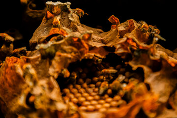 Close-up of a wild bee nest inside a rustic wooden structure, showing natural textures and bee activity.