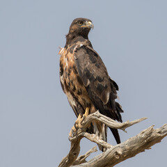 Buteo rufofuscus, juvenile Jackal Buzzard in the Kgalagadi