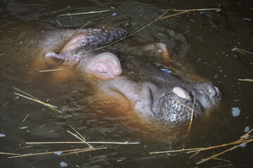 Fototapeta premium A close-up of a hippopotamus head diving into dirty water. 