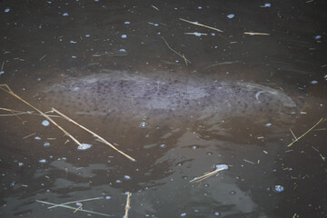 A hippopotamus submerged in dirty water.
