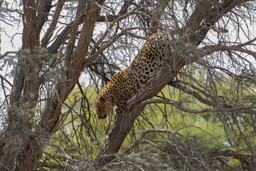 Panthera pardus, A leopard sits in a tree in the Kgalgadi of South Africa