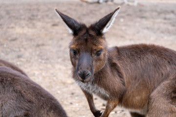 Kangaroos standing on dry ground on Kangaroo Island, Australia