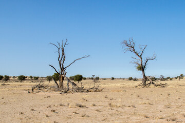 Obraz premium Landscape opf the Kalahari desert, in Kgalagadi reserve at Melkvlei picnic site