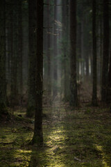 Fototapeta premium A forest floor covered in green moss is illuminated by patches of sunlight that stream through the dense canopy of tall trees. The light creates a natural spotlight