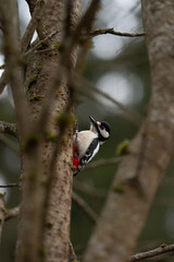 A great spotted woodpecker with black, white, and red plumage clings to a tree trunk. The bird looks up, seemingly searching for food or observing the forest environment