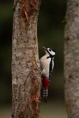 A Great Spotted Woodpecker is perched on a tree, its sharp beak and vibrant red feathers contrasting against the muted bark. The bird looks upward in a natural woodland setting