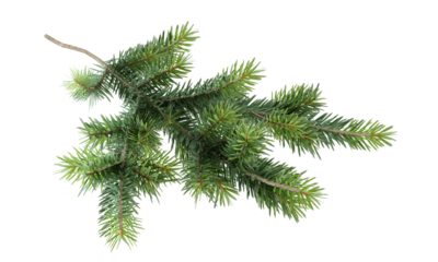 christmas tree branch