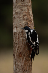 A great spotted woodpecker, with black and white plumage and a red patch, grips the side of a light brown tree trunk, surrounded by blurry forest vegetation