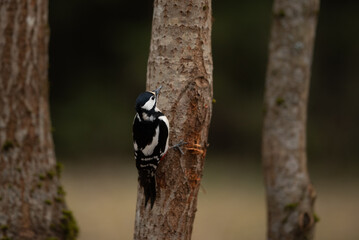 A Great Spotted Woodpecker clings to a tree trunk, showing its black and white plumage, and looking up. The bird is in its natural woodland habitat in Europe