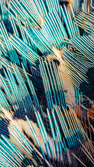 colored pheasant feathers with a visible texture. background