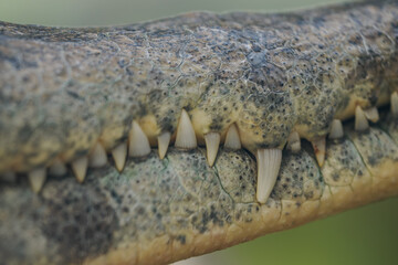 Fototapeta premium A close-up of the jaw and teeth of a shield-nosed crocodile. 