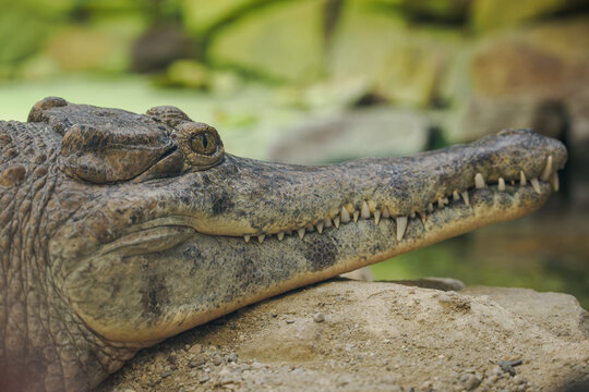 A close-up of a shield-nosed crocodile head on the riverbank.