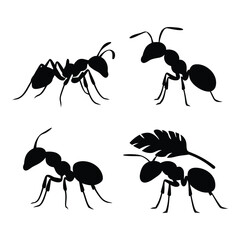Four silhouette ants in different poses on a white background vector illustration isolated on white background, Vector, illustration